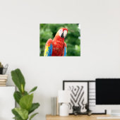 Poster ami scarlet macaw (Bureau à domicile)
