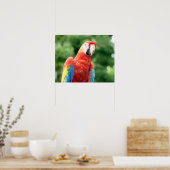 Poster ami scarlet macaw (Cuisine)