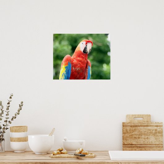 Poster ami scarlet macaw (Cuisine)