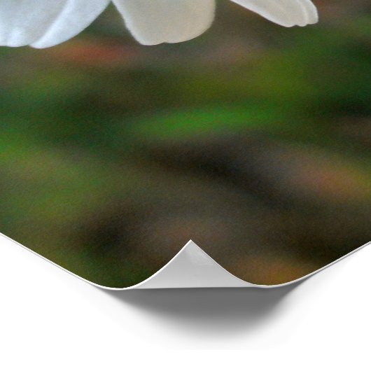 Poster Amical Daisy (Coin)