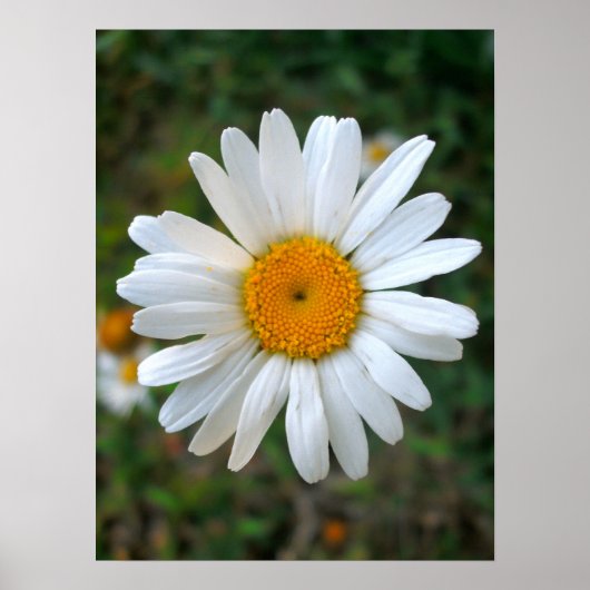 Poster Amical Daisy (Devant)