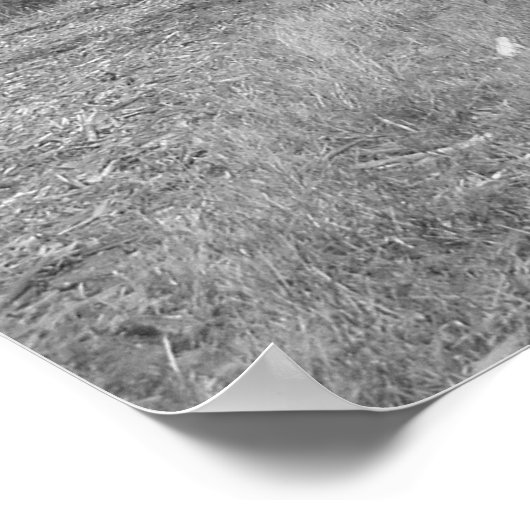 Poster "Amis" (Coin)