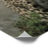 Poster Amis de Cheetah (Coin)