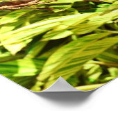 Poster Amis du perroquet (Coin)