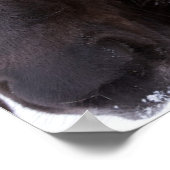 Poster Amis islandais du cheval, Islande (Coin)