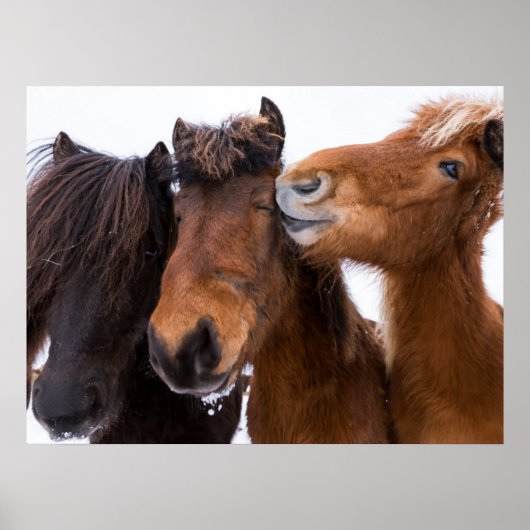 Poster Amis islandais du cheval, Islande (Devant)