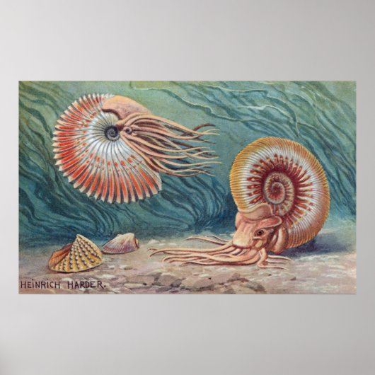 Poster Ammonites (Devant)