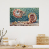 Poster Ammonites (Cuisine)