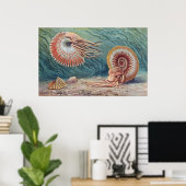 Poster Ammonites (Bureau à domicile)