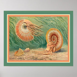 Poster "Ammonoid" par Heinrich Harder ca. 1916