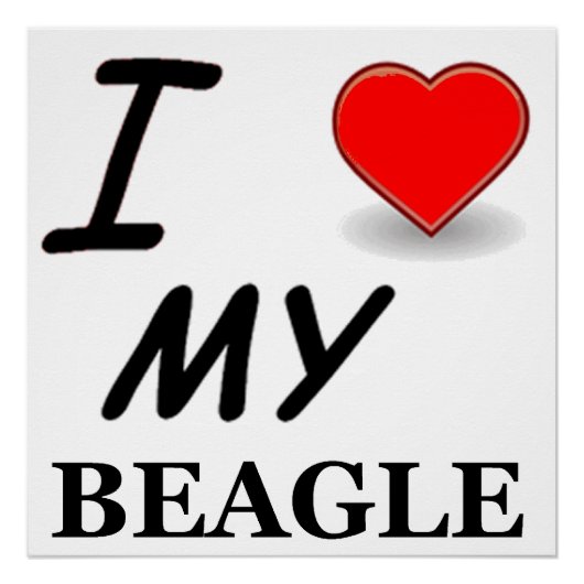 Poster Amour beagle (Devant)