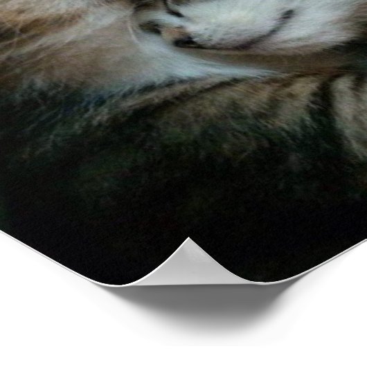 Poster Amour de chat (Coin)