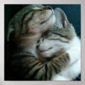 Poster Amour de chat (Devant)