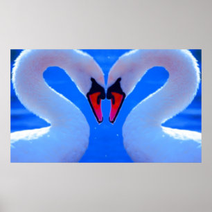Poster Amour de cygne, cous en forme de coeur romantiques