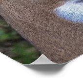 Poster Amour de la vie sauvage (Coin)