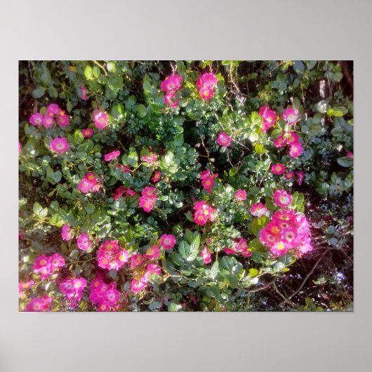Poster Amour de rose (Devant)