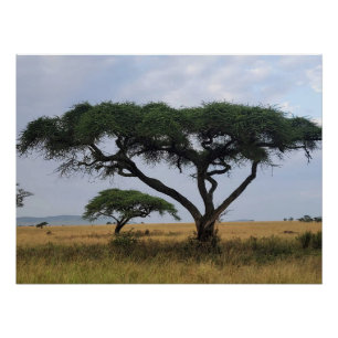 Poster Amour des Arbres