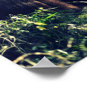 Poster Amour singe (Coin)