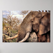 Poster Amoureux de l'art de l'éléphant (Devant)