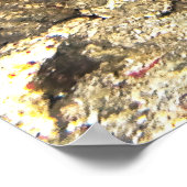 Poster Ampat de Raja (Coin)