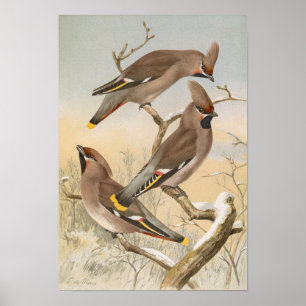 Poster Ampelis garrulus par Johann Friedrich Naumann