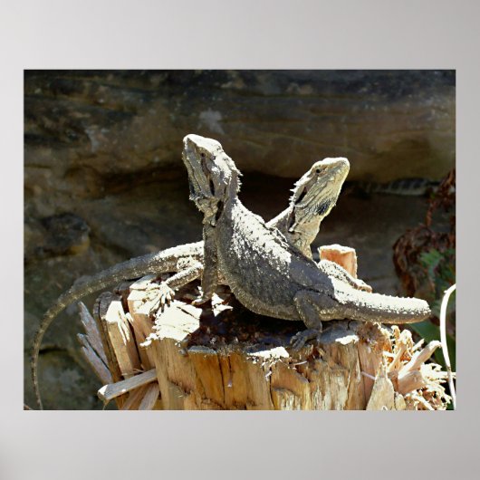 Poster Amphion et Zéthus (Devant)