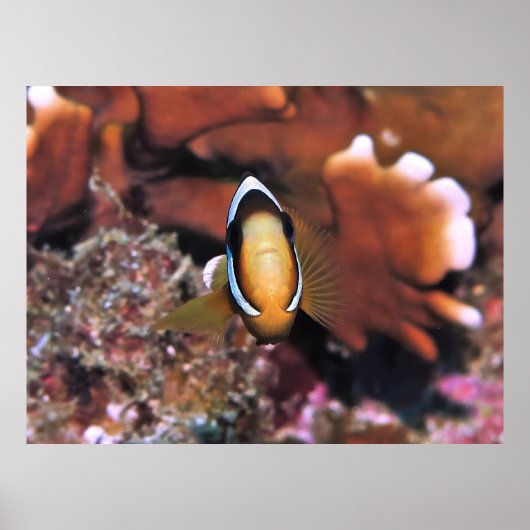 Poster Amphiprion en charge (Devant)