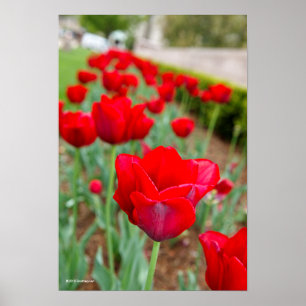 Poster Ampoules de Haupt, plan rapproché