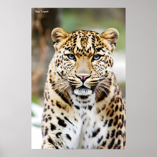 Poster Amur Leopard (Devant)