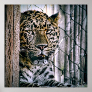 Poster Amur Leopard Exotic Zoo Animal