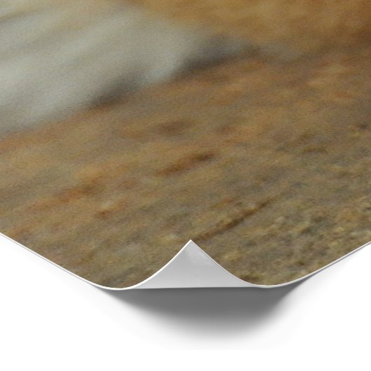 Poster Amur Tiger (Coin)