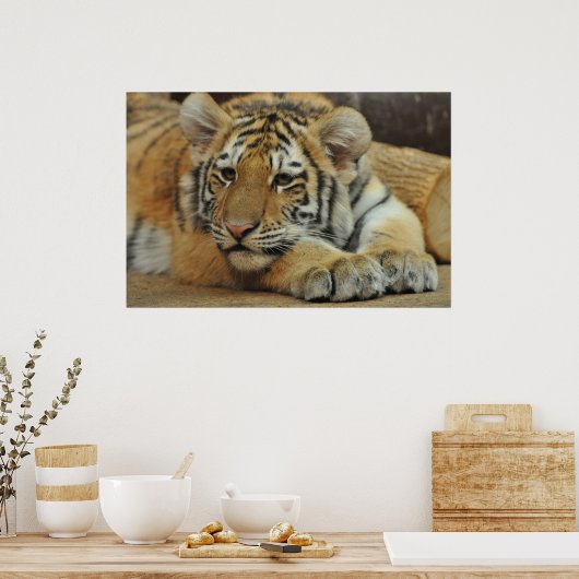 Poster Amur Tiger (Cuisine)