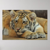 Poster Amur Tiger (Devant)