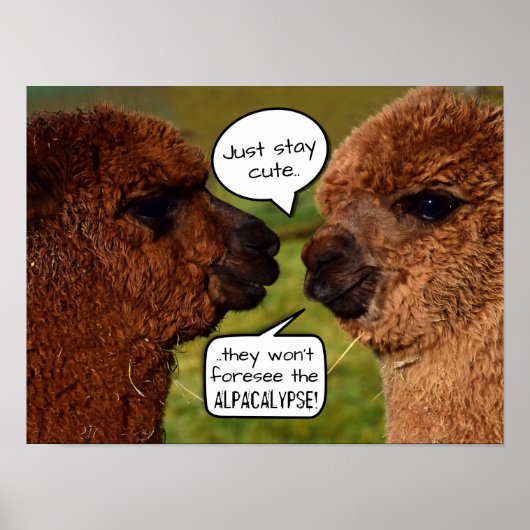 Poster Amusant Alpaca Alpacalypse schéma (Devant)