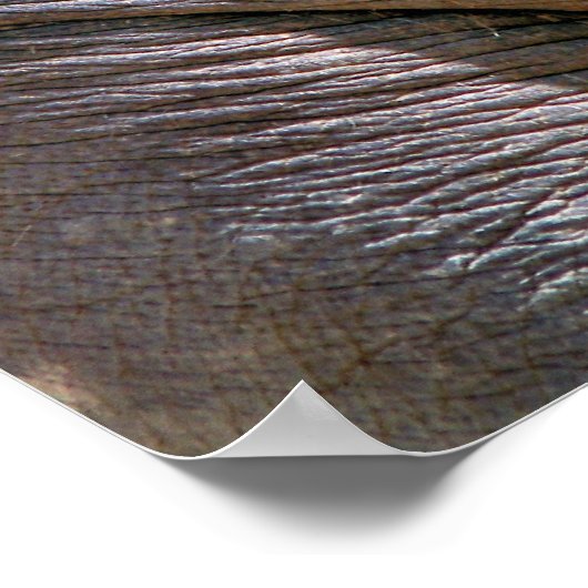 POSTER AMUSANT ÉLÉPHANT (Coin)