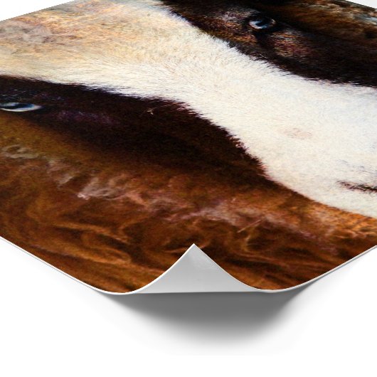 Poster Amy The Jacob Ewe (Coin)