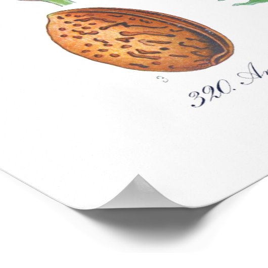 Poster Amygdalus communis (Amande) (Coin)