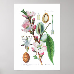 Poster Amygdalus communis (Amande)