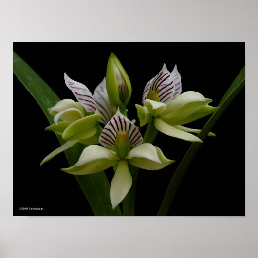 Poster Anacheilium Chacoense (Devant)