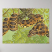 Poster Anaconda (Devant)