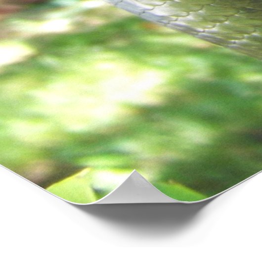 Poster Anaconda vert (Coin)