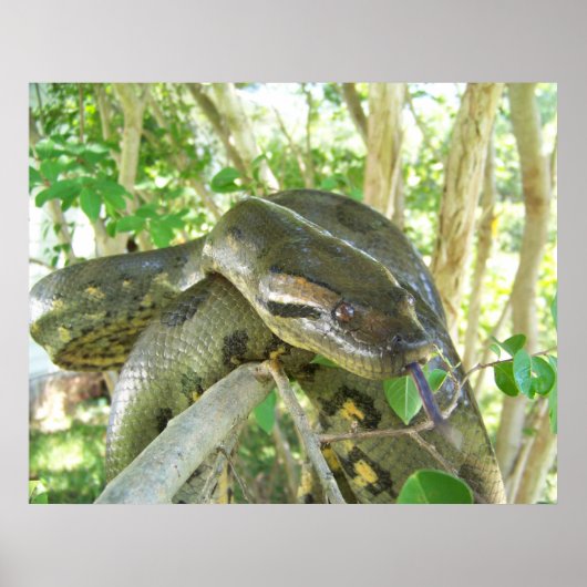Poster Anaconda vert (Devant)