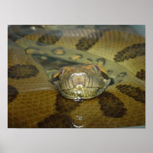 Poster Anaconda vert (Devant)