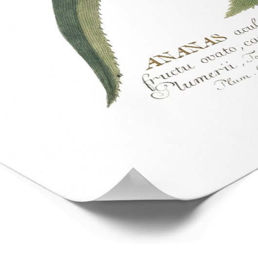 Poster Ananas (Coin)