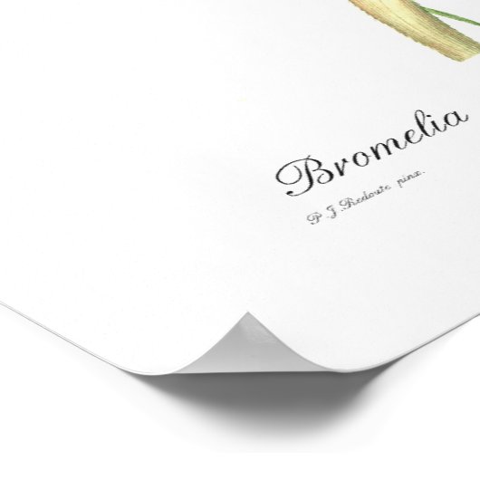 Poster Ananas (Coin)