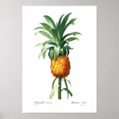 Poster Ananas (Devant)