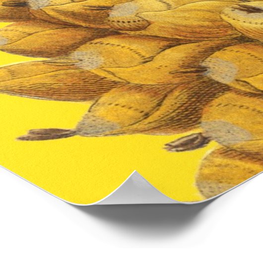 Poster Ananas botanique en jaune (Coin)