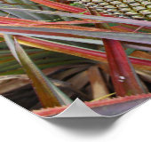 Poster Ananas, Champ d'Ananas, Photographie (Coin)