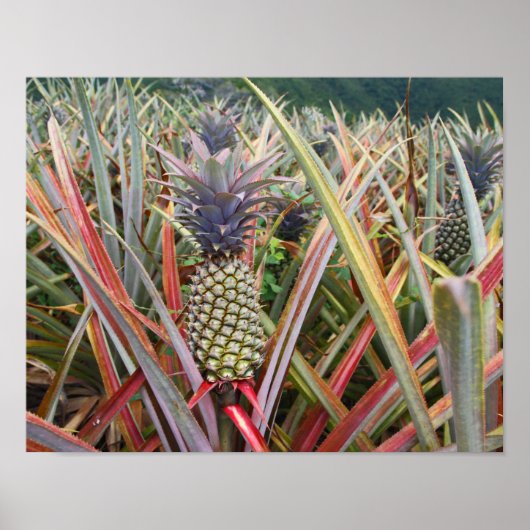 Poster Ananas, Champ d'Ananas, Photographie (Devant)