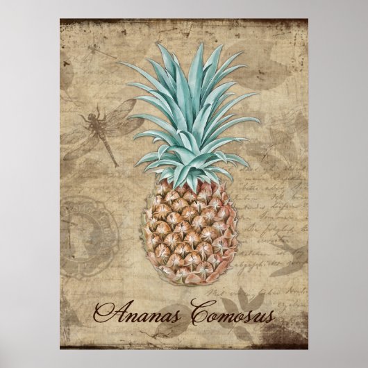 Poster Ananas Comosus - Histoire naturelle (Devant)
